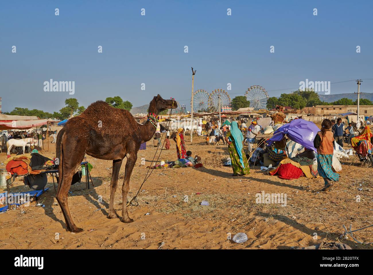 Fiera del cammello e del bestiame, Puskar Mela, Pushkar, Rajasthan, India| Foto Stock
