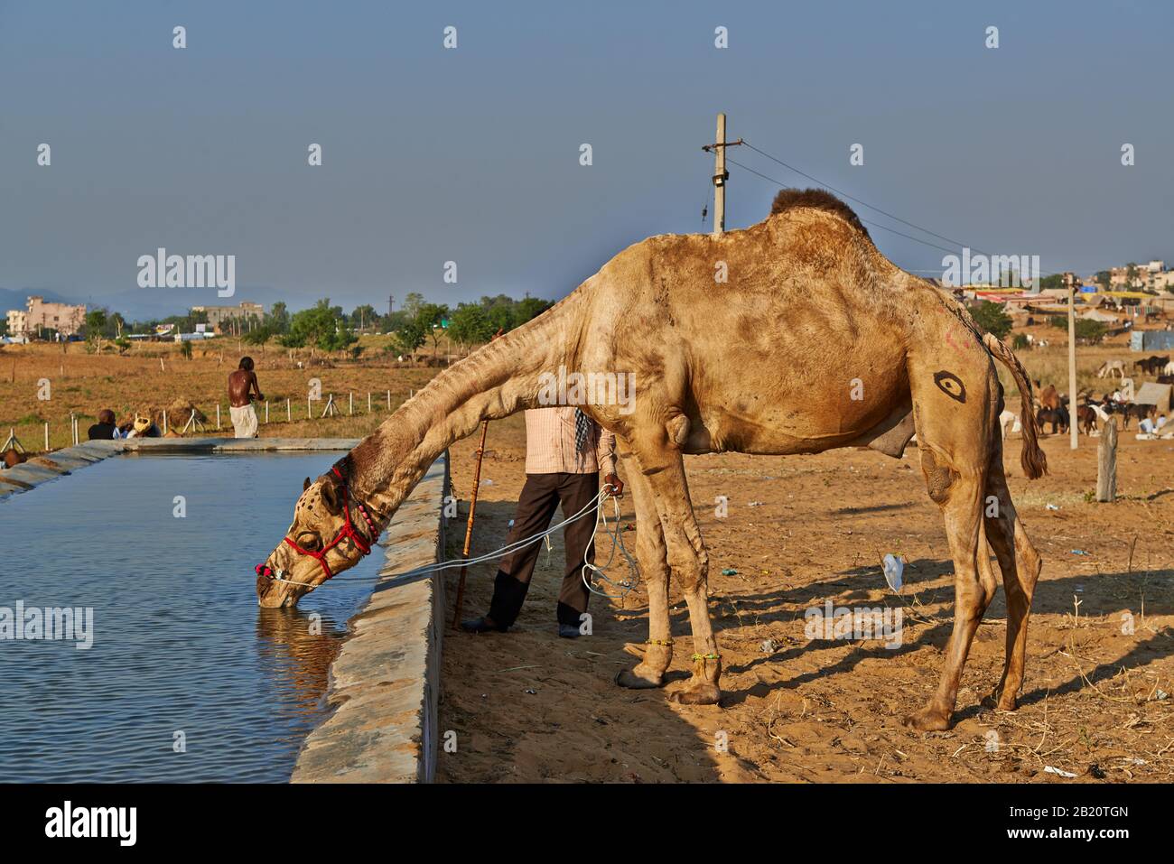 Fiera del cammello e del bestiame, Puskar Mela, Pushkar, Rajasthan, India| Foto Stock