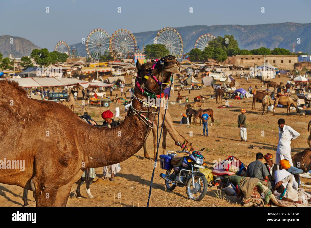 Fiera del cammello e del bestiame, Puskar Mela, Pushkar, Rajasthan, India| Foto Stock