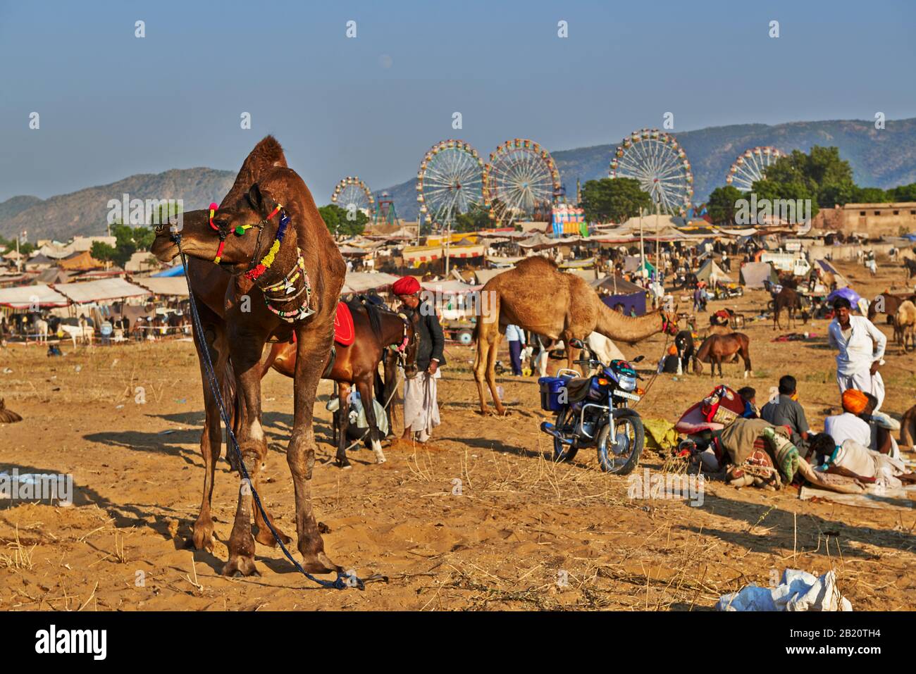 Fiera del cammello e del bestiame, Puskar Mela, Pushkar, Rajasthan, India| Foto Stock