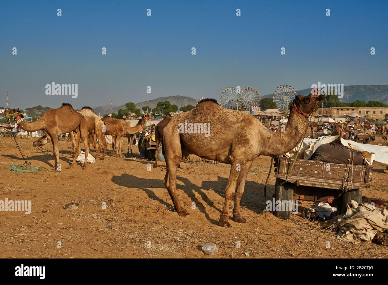 Fiera del cammello e del bestiame, Puskar Mela, Pushkar, Rajasthan, India| Foto Stock