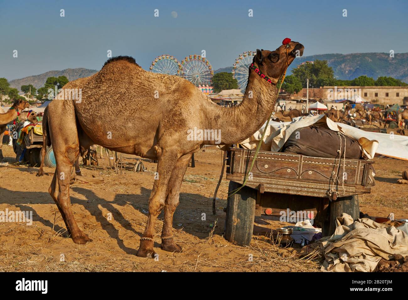 Fiera del cammello e del bestiame, Puskar Mela, Pushkar, Rajasthan, India| Foto Stock