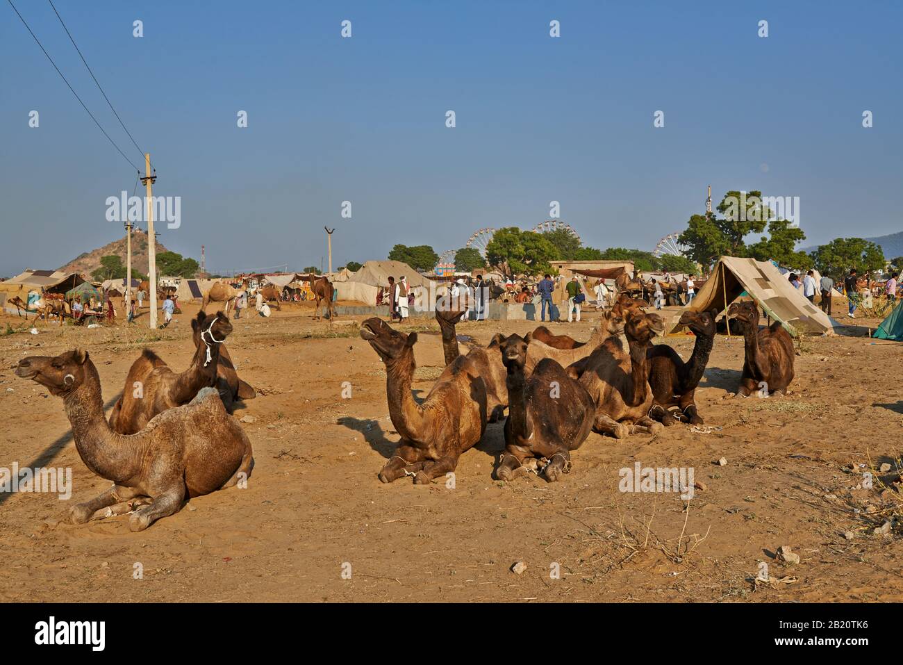 Fiera del cammello e del bestiame, Puskar Mela, Pushkar, Rajasthan, India| Foto Stock