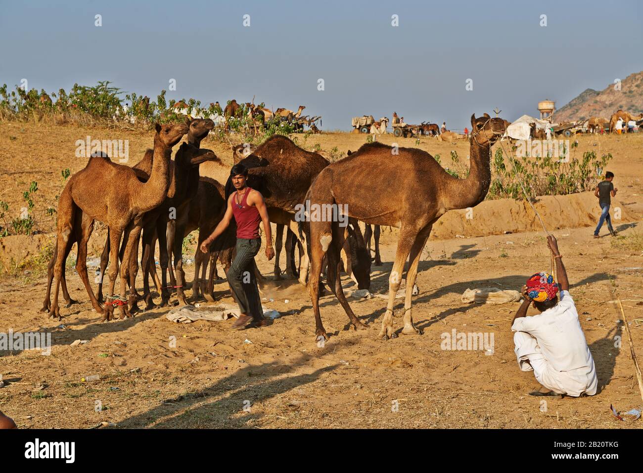 Fiera del cammello e del bestiame, Puskar Mela, Pushkar, Rajasthan, India| Foto Stock