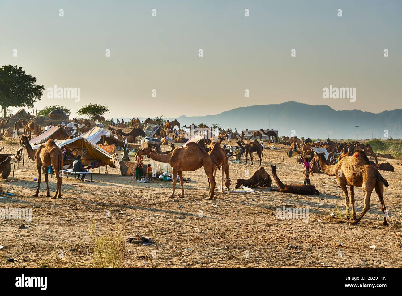 Fiera del cammello e del bestiame, Puskar Mela, Pushkar, Rajasthan, India| Foto Stock