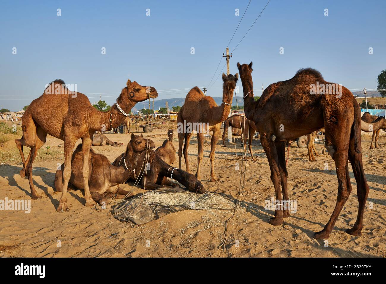 Fiera del cammello e del bestiame, Puskar Mela, Pushkar, Rajasthan, India| Foto Stock