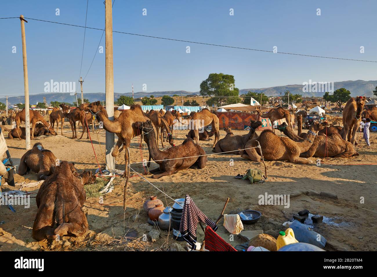 Fiera del cammello e del bestiame, Puskar Mela, Pushkar, Rajasthan, India| Foto Stock