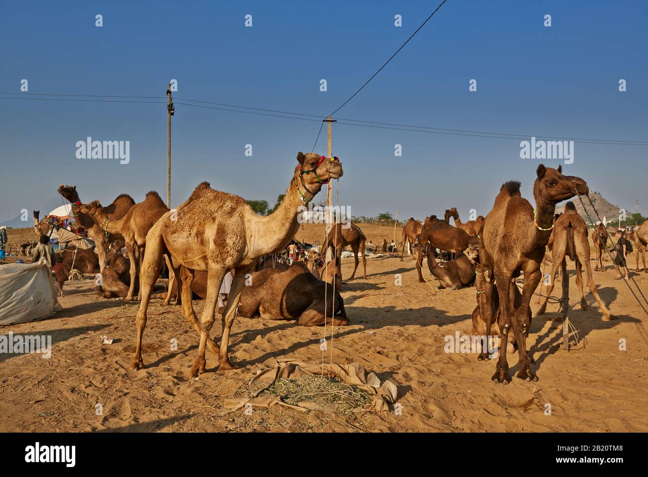 Fiera del cammello e del bestiame, Puskar Mela, Pushkar, Rajasthan, India| Foto Stock