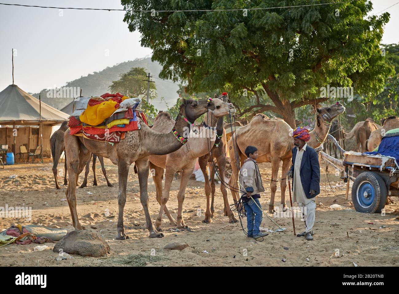 Fiera del cammello e del bestiame, Puskar Mela, Pushkar, Rajasthan, India| Foto Stock