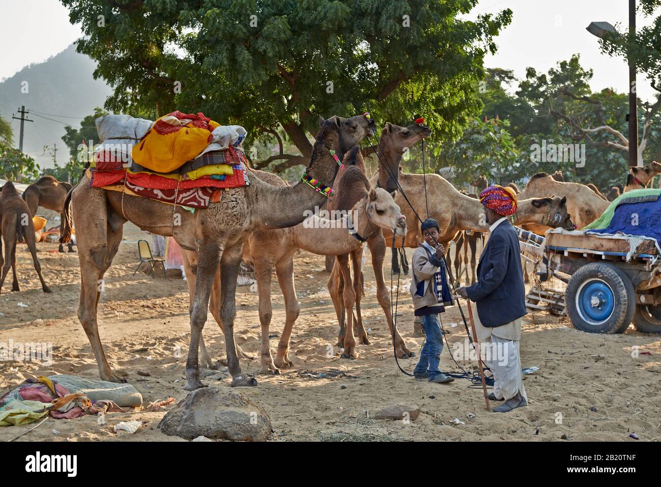 Fiera del cammello e del bestiame, Puskar Mela, Pushkar, Rajasthan, India| Foto Stock