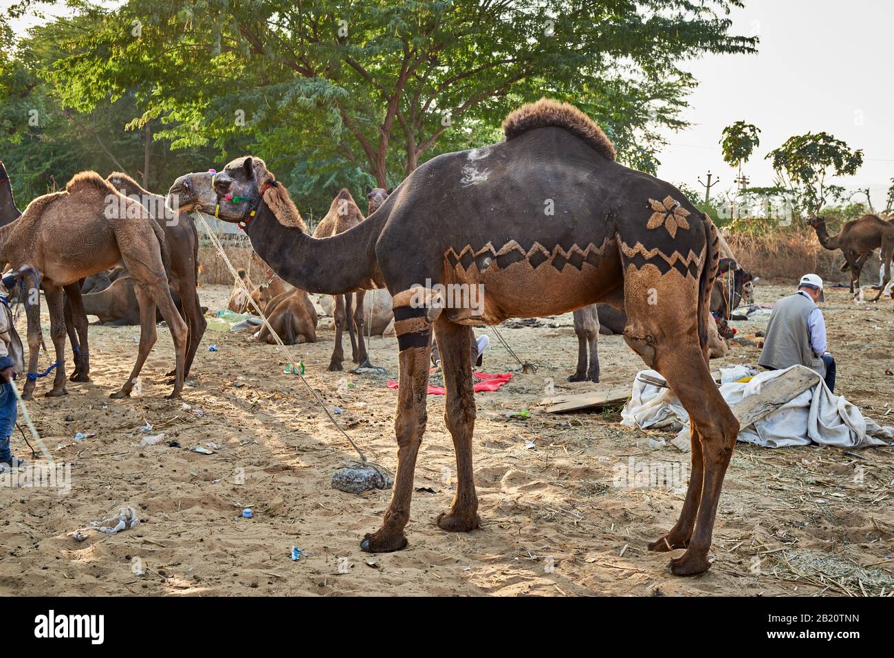 Fiera del cammello e del bestiame, Puskar Mela, Pushkar, Rajasthan, India| Foto Stock