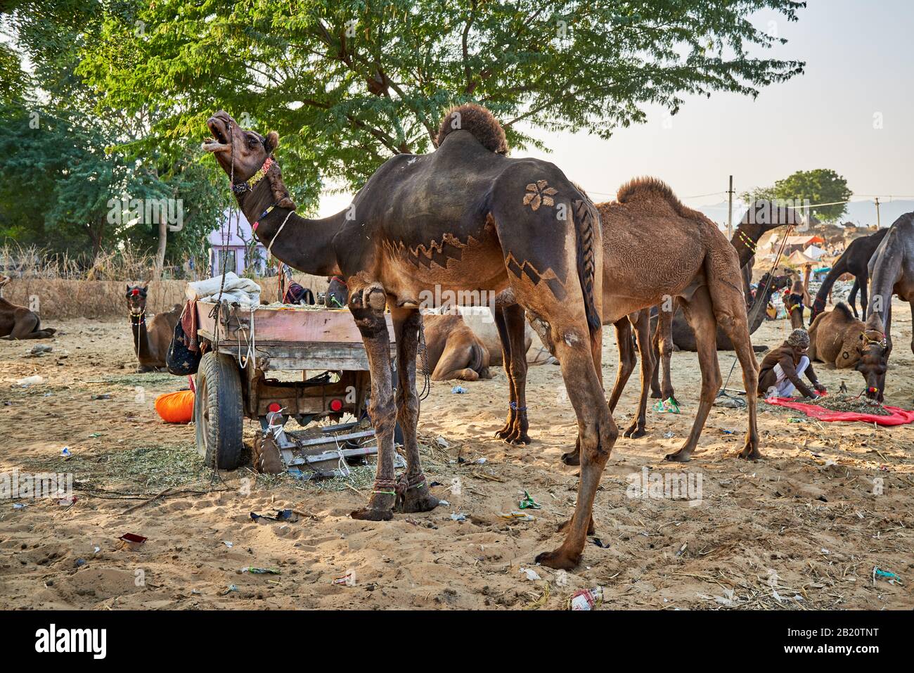 Fiera del cammello e del bestiame, Puskar Mela, Pushkar, Rajasthan, India| Foto Stock