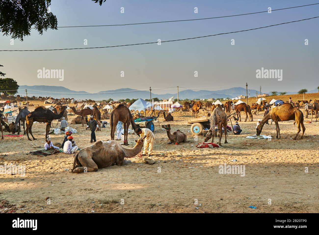 Fiera del cammello e del bestiame, Puskar Mela, Pushkar, Rajasthan, India| Foto Stock