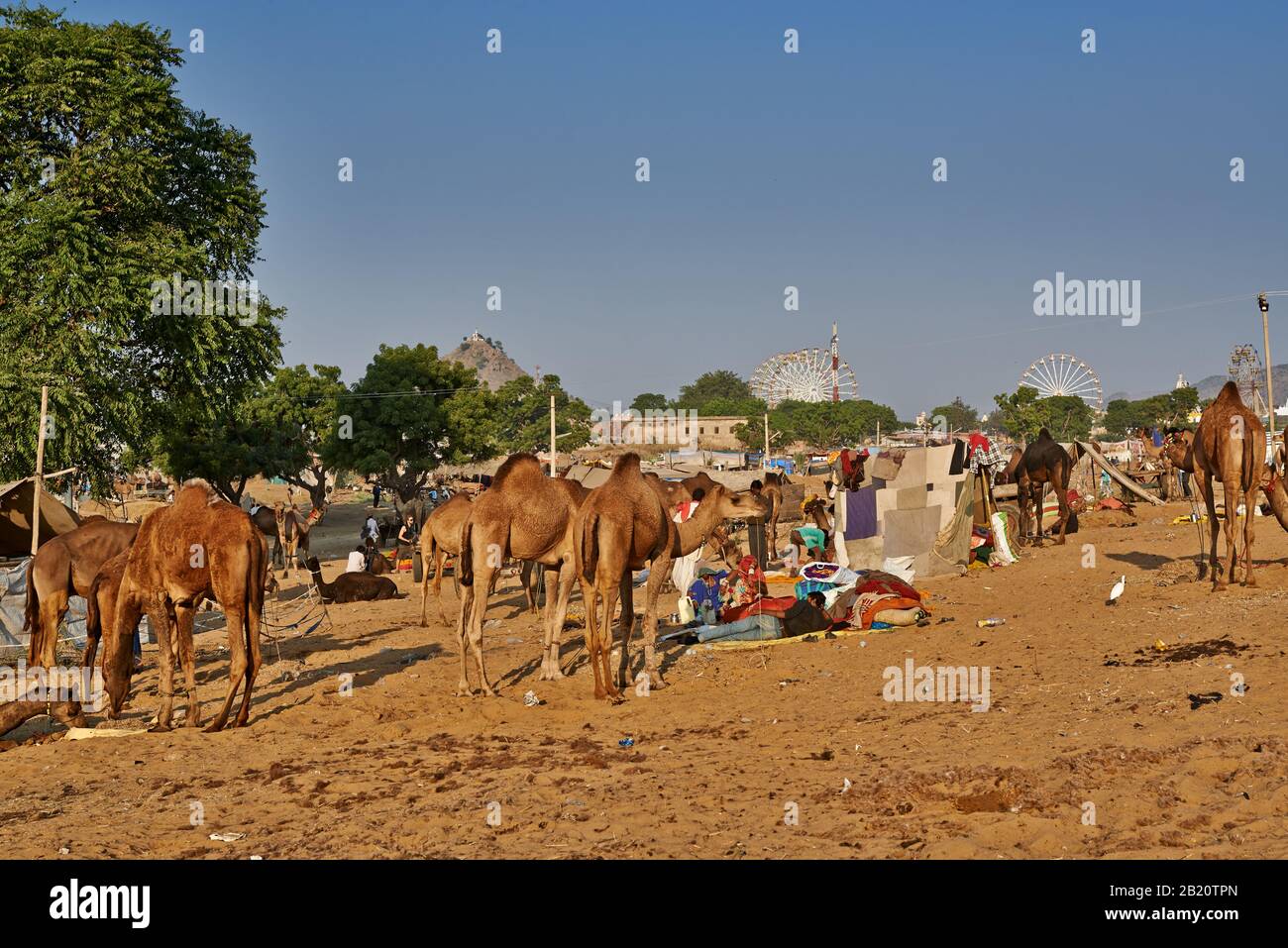 Fiera del cammello e del bestiame, Puskar Mela, Pushkar, Rajasthan, India| Foto Stock