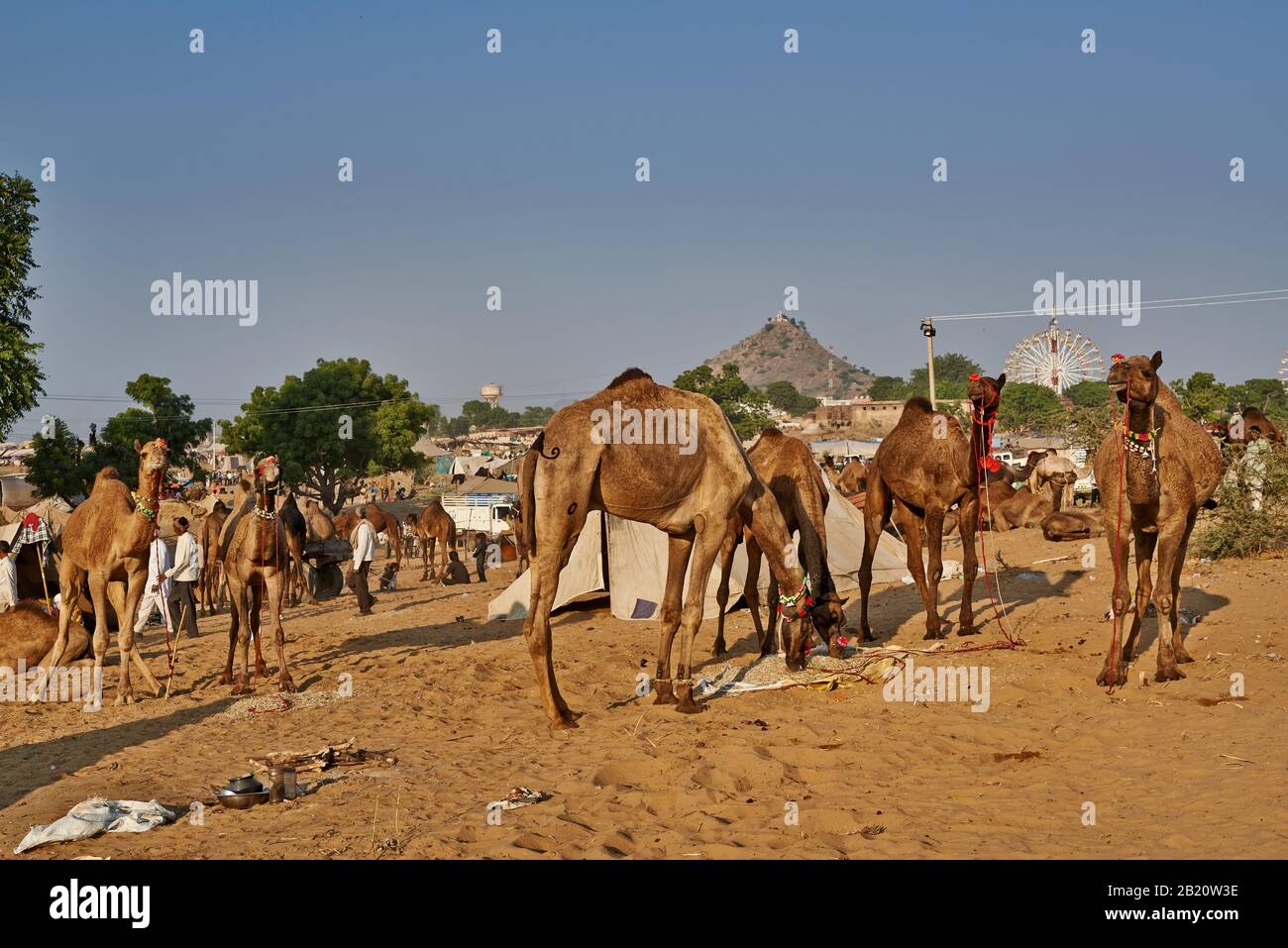 Fiera del cammello e del bestiame, Puskar Mela, Pushkar, Rajasthan, India| Foto Stock