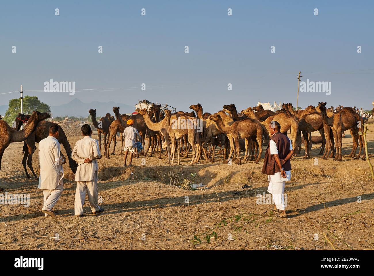 Fiera del cammello e del bestiame, Puskar Mela, Pushkar, Rajasthan, India| Foto Stock