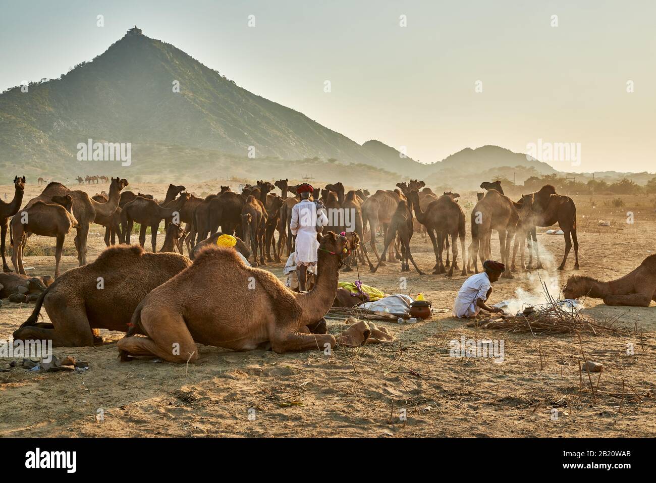 Fiera del cammello e del bestiame, Puskar Mela, Pushkar, Rajasthan, India| Foto Stock