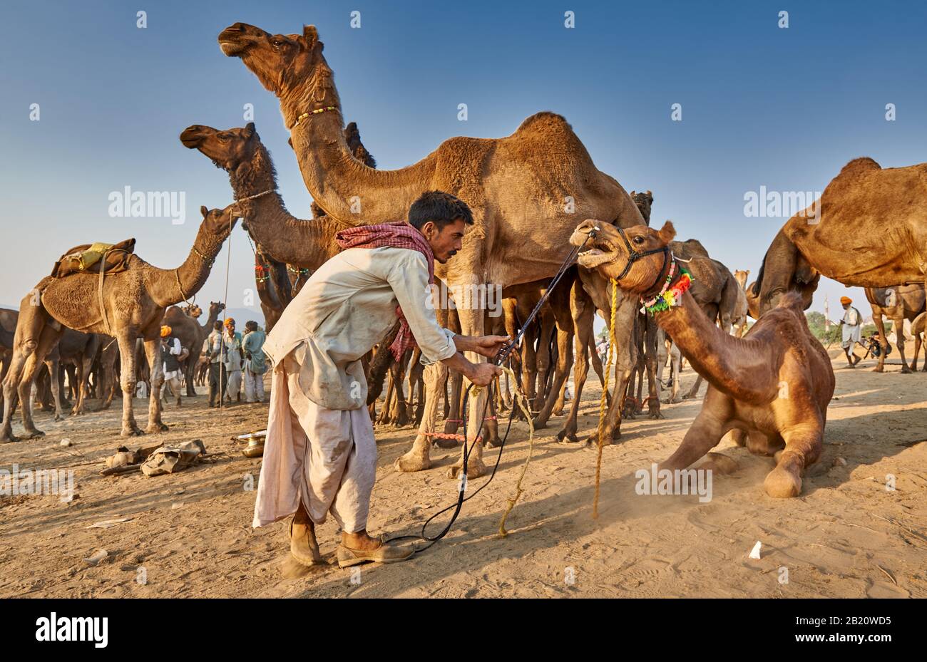 Kamel und Viehmarkt, Puskar Mela, Pushkar, Rajasthan, Indien |nomade tribù cammelli uomo su cammello e bestiame fiera, Pushkar Mela, Pushkar, Rajasthan, Foto Stock