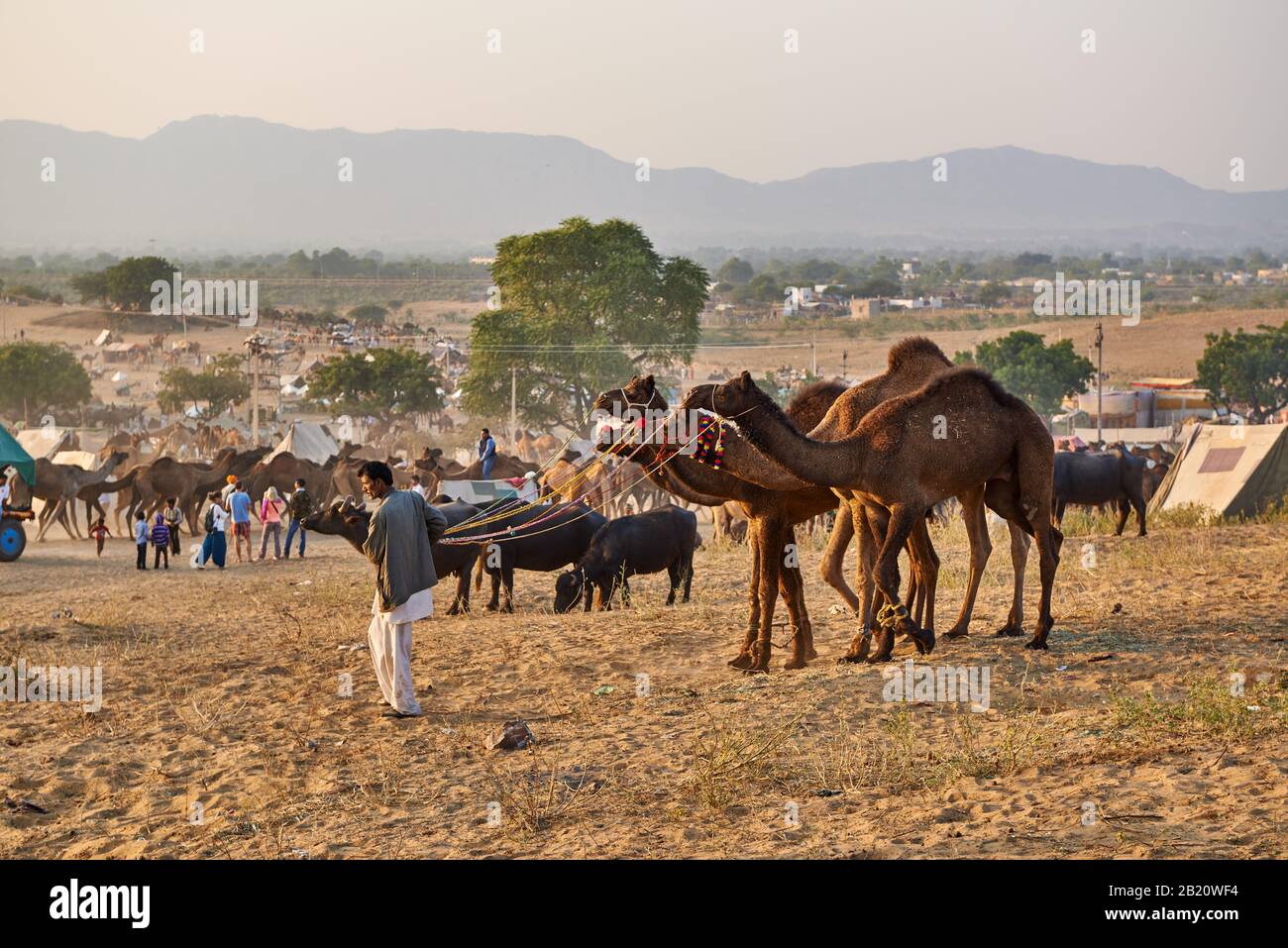 Uomo con i suoi cammelli in cerca di cliente su cammello e fiera del bestiame, Puskar Mela, Pushkar, Rajasthan, India Foto Stock