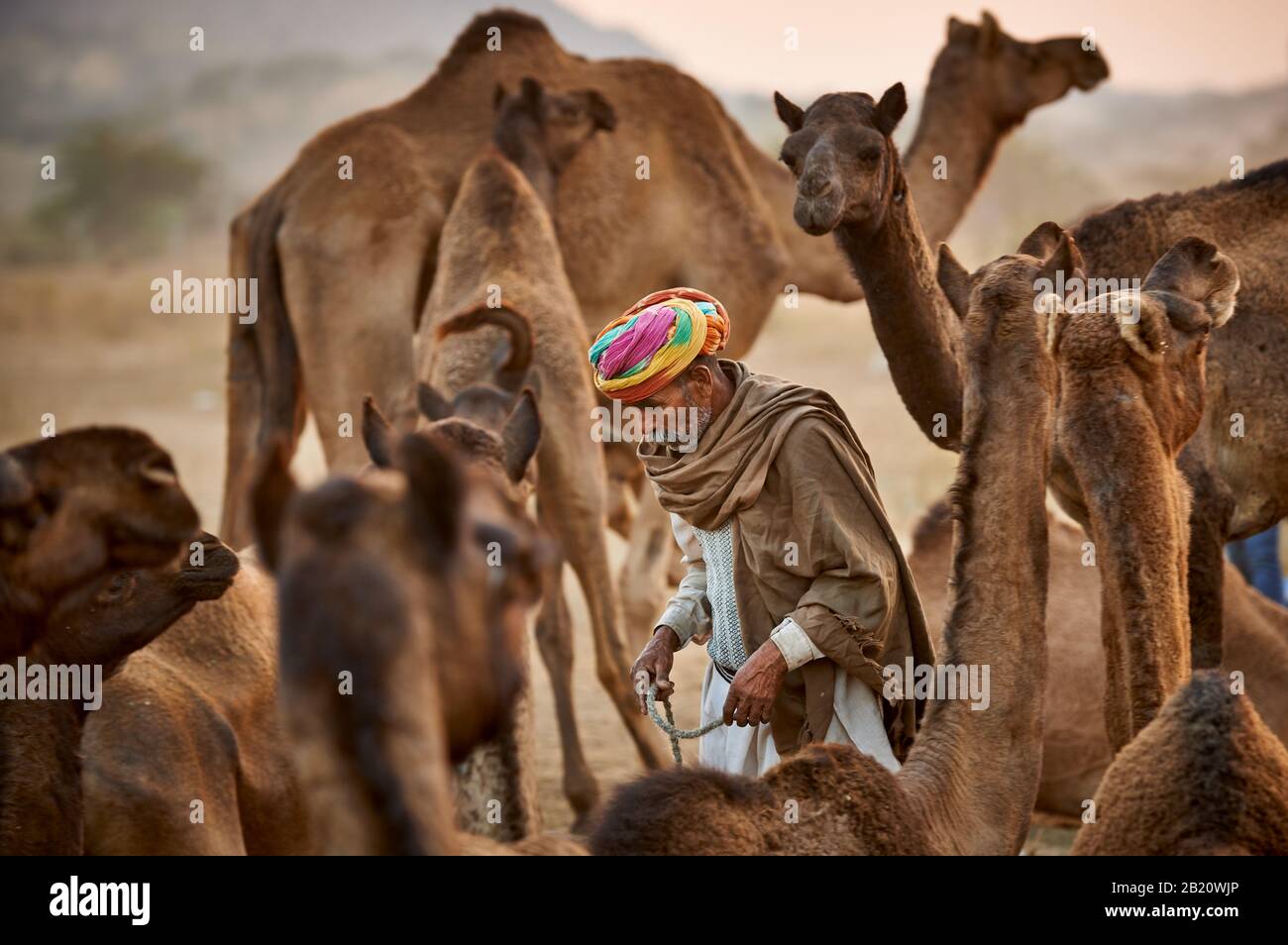Nomade mit buntem Turban zwischen Kamelen auf dem Kamel und Viehmarkt, Puskar Mela, Pushkar, Rajasthan, Indien |nomade tribù uomo con tradizione Foto Stock