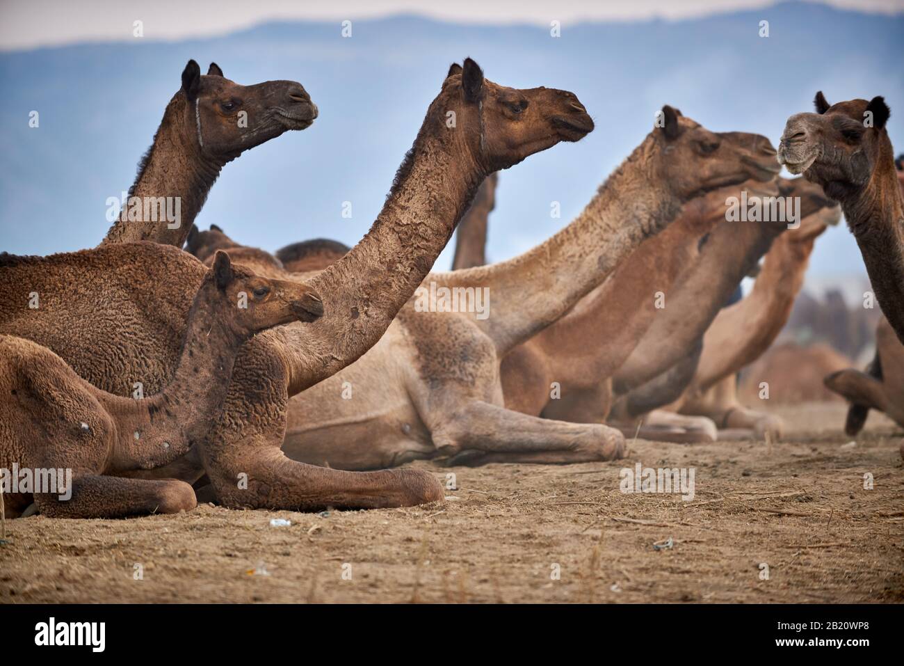 Fiera del cammello e del bestiame, Puskar Mela, Pushkar, Rajasthan, India| Foto Stock