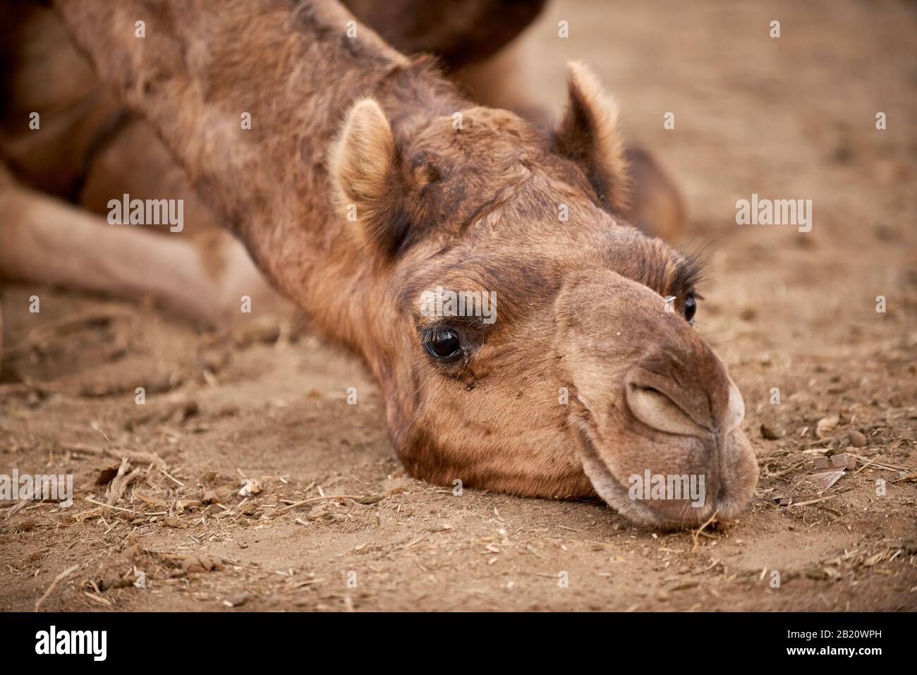 Fiera del cammello e del bestiame, Puskar Mela, Pushkar, Rajasthan, India| Foto Stock
