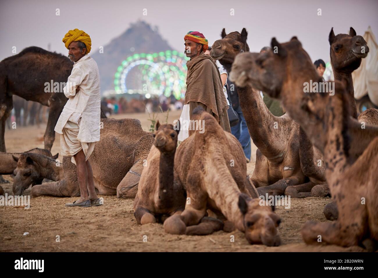 I cammelli di fronte alla ferris ruote della fiera presso il cammello e la fiera del bestiame Pushkar Mela, Pushkar, Rajasthan, India Foto Stock