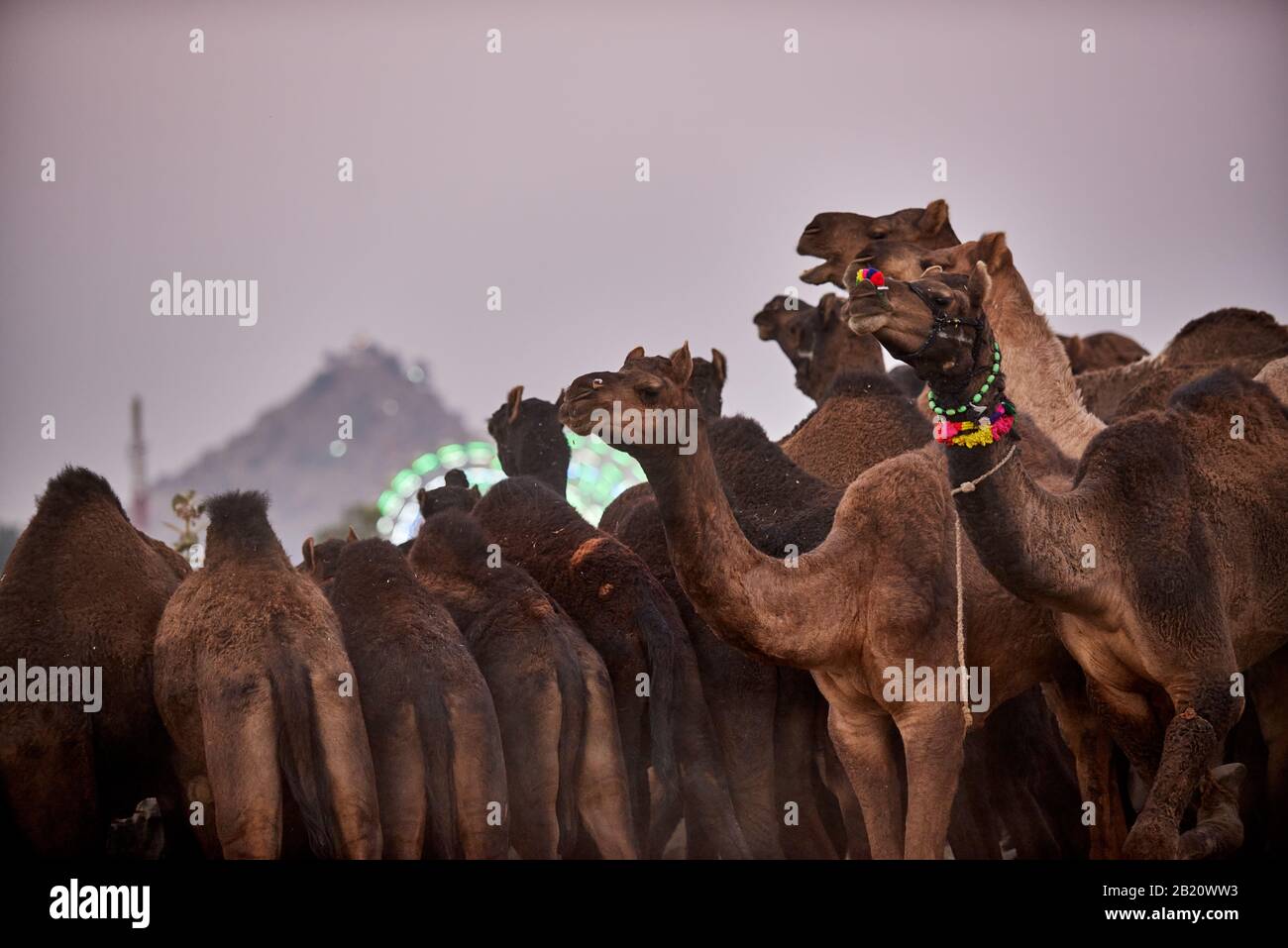 I cammelli di fronte alla ferris ruote della fiera presso il cammello e la fiera del bestiame Pushkar Mela, Pushkar, Rajasthan, India Foto Stock