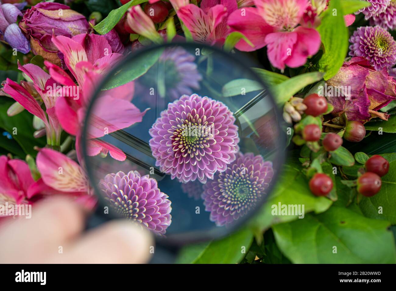 Una lente d'ingrandimento mostra l'ingrandimento di un fiore in un bouquet Foto Stock