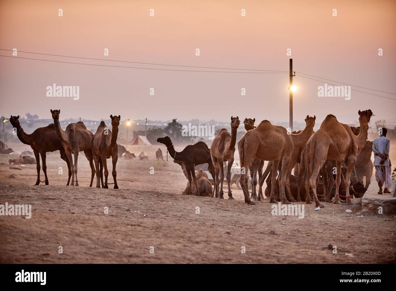 Camel e fiera del bestiame, Puskar Mela, Pushkar, Rajasthan, India Foto Stock