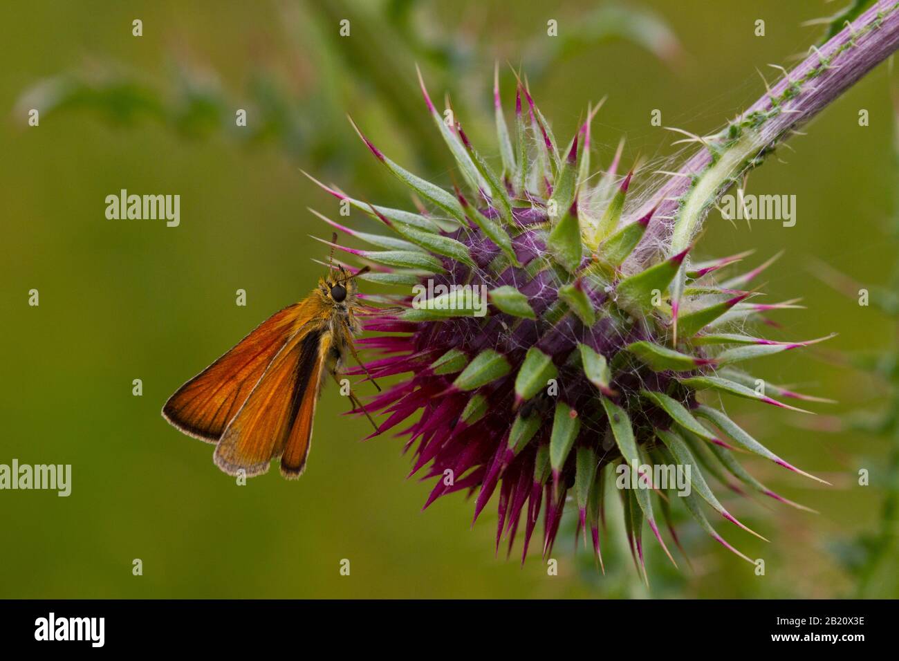 Un'immagine ravvicinata di una farfalla dello skipper dell'essex su un thistle Foto Stock