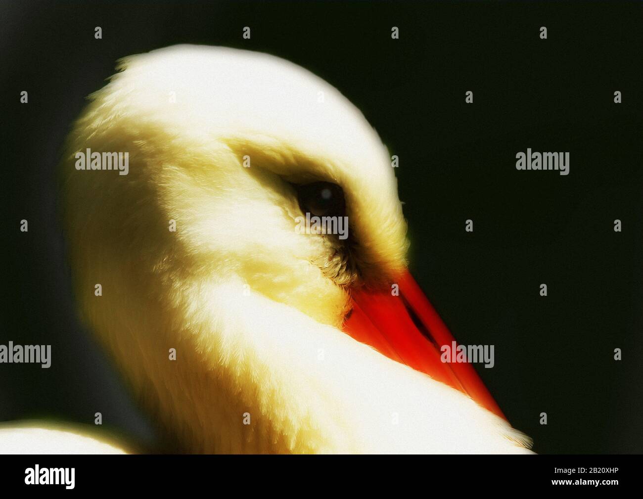 una vista ravvicinata della testa di una cicogna Foto Stock