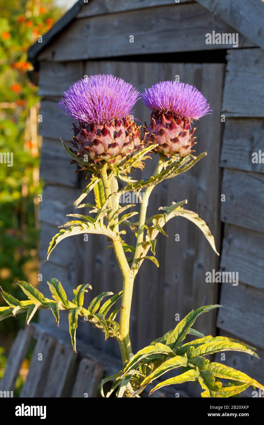 thistle fiorisce da un capannone giardino Foto Stock