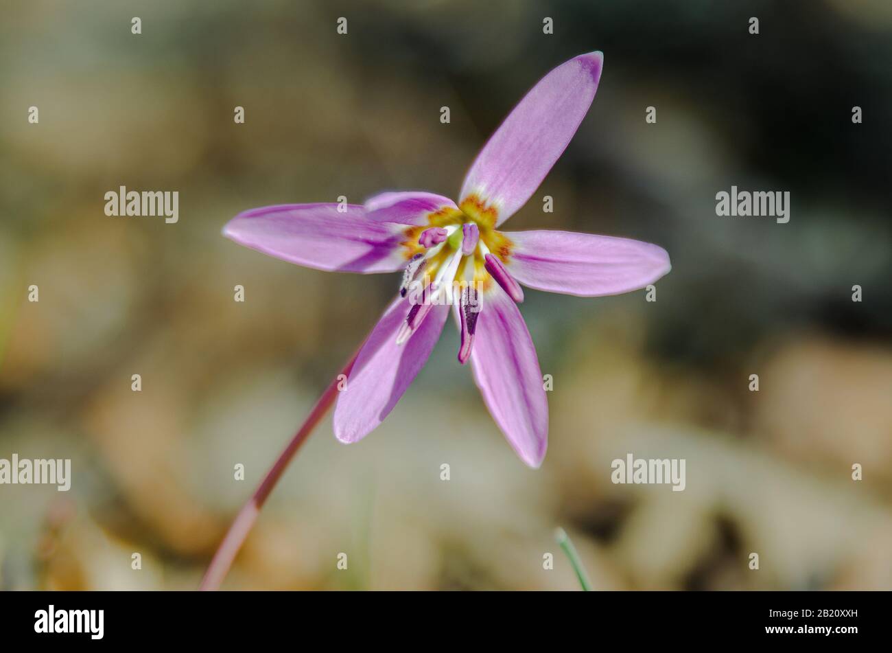 Fiore viola, Erythronium dens-canis, il cane dente-violetto o dogtooth violetto, famiglia giglio, Liliaceae, fioritura in bianco, rosa o lilla fiore a. Foto Stock