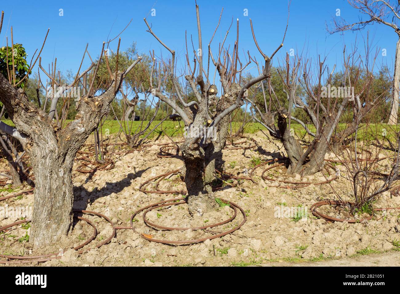 primo piano di rami di piccoli alberi potati per aumentare la resa di frutta e controllare la loro taglia Foto Stock