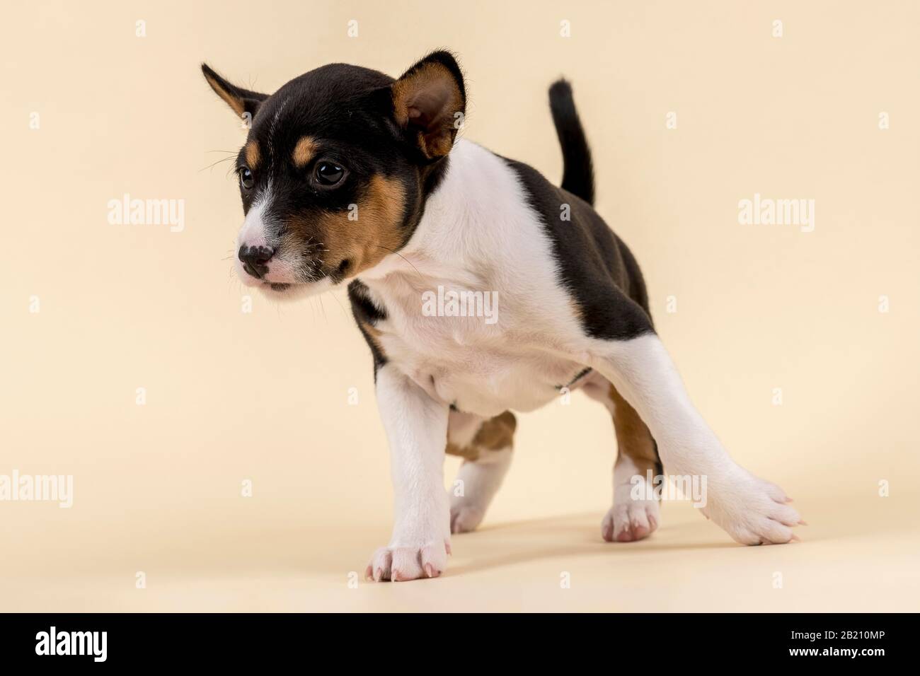 Basenji o Congo Terrier (Canis lupus familiaris), giovane animale, 6 settimane, tricolore, teso, studio di registrazione con sfondo sabbioso, Austria Foto Stock