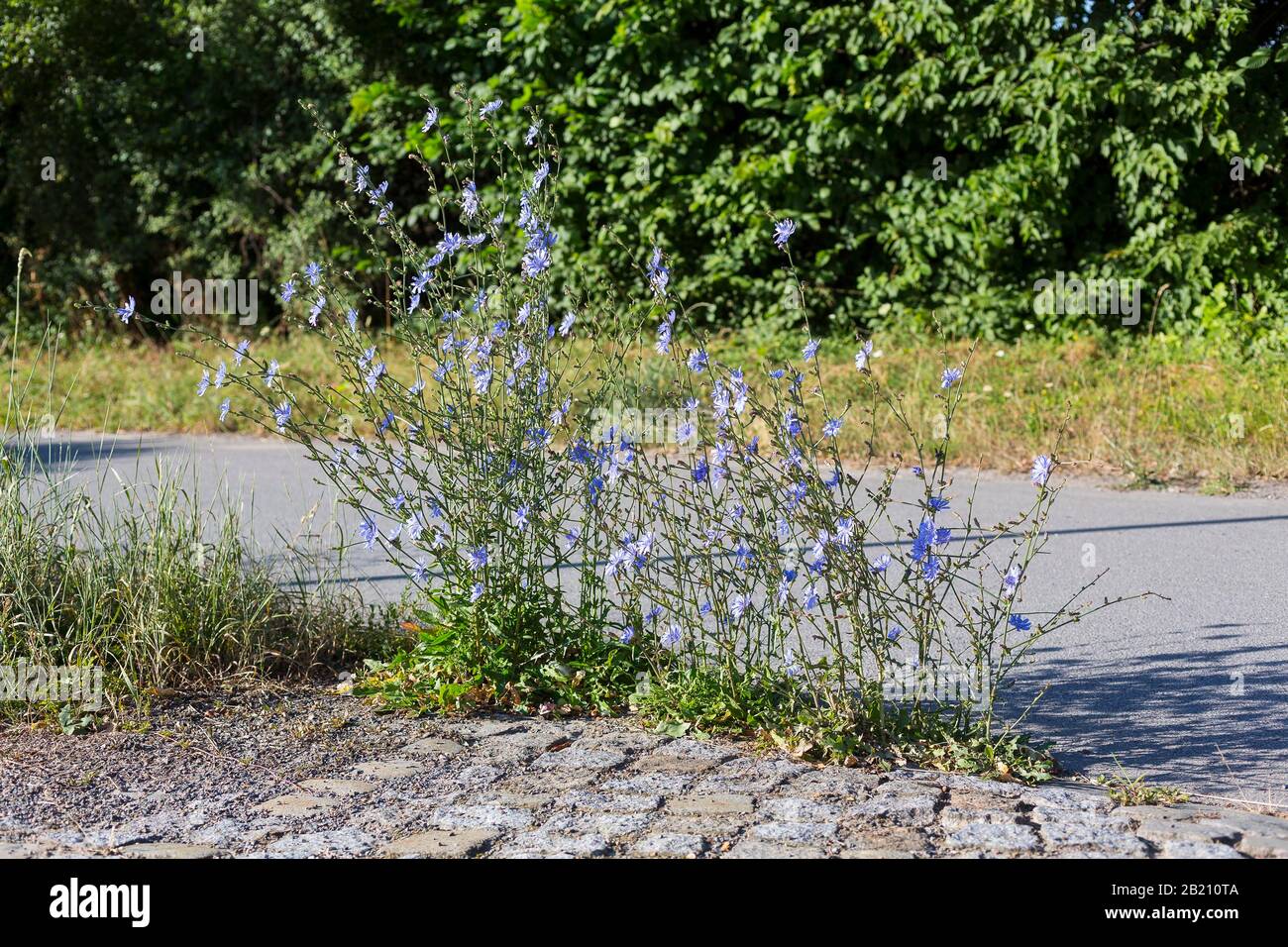 Cicoria comune (Cichorium intybus), intero impianto a bordo, Sassonia, Germania Foto Stock