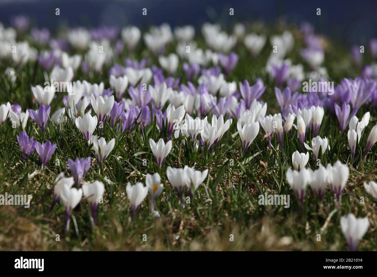 Crocus fiore (Crocus) nelle Alpi Allgaeu, Balderschwang, Allgaeu, Baviera, Germania Foto Stock