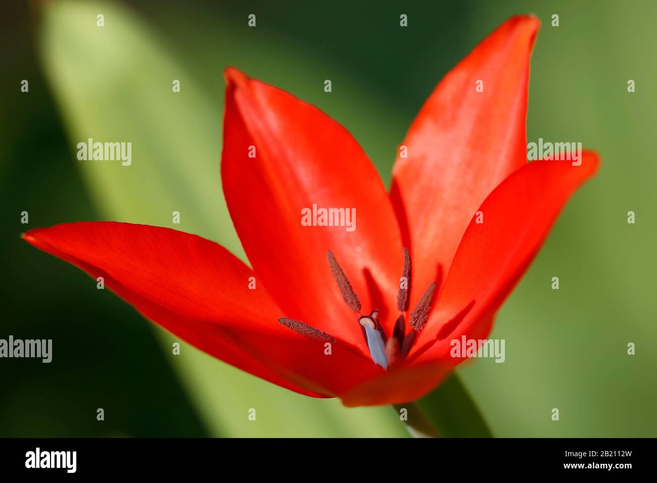 Tulipano rosso, tulipano nano (Tulipa humilis), tulipano selvatico, francobollo e stamperi, Baden-Wuerttemberg, Germania Foto Stock