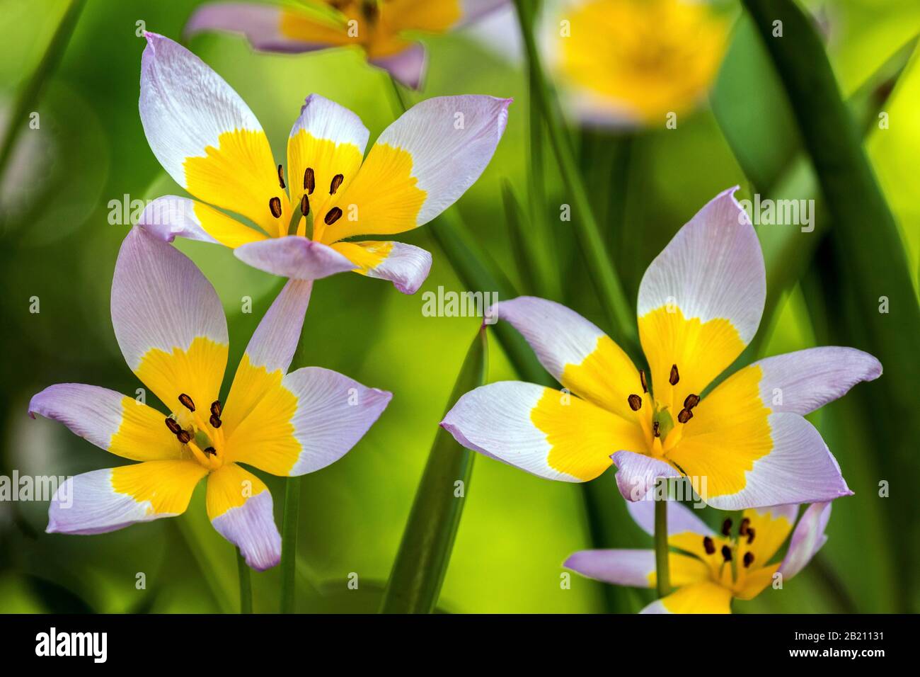 Tulipano giallo-viola, tulipano nano (Tulipa humilis), tulipano selvatico, francobollo e stampini, Baden-Wuerttemberg, Germania Foto Stock