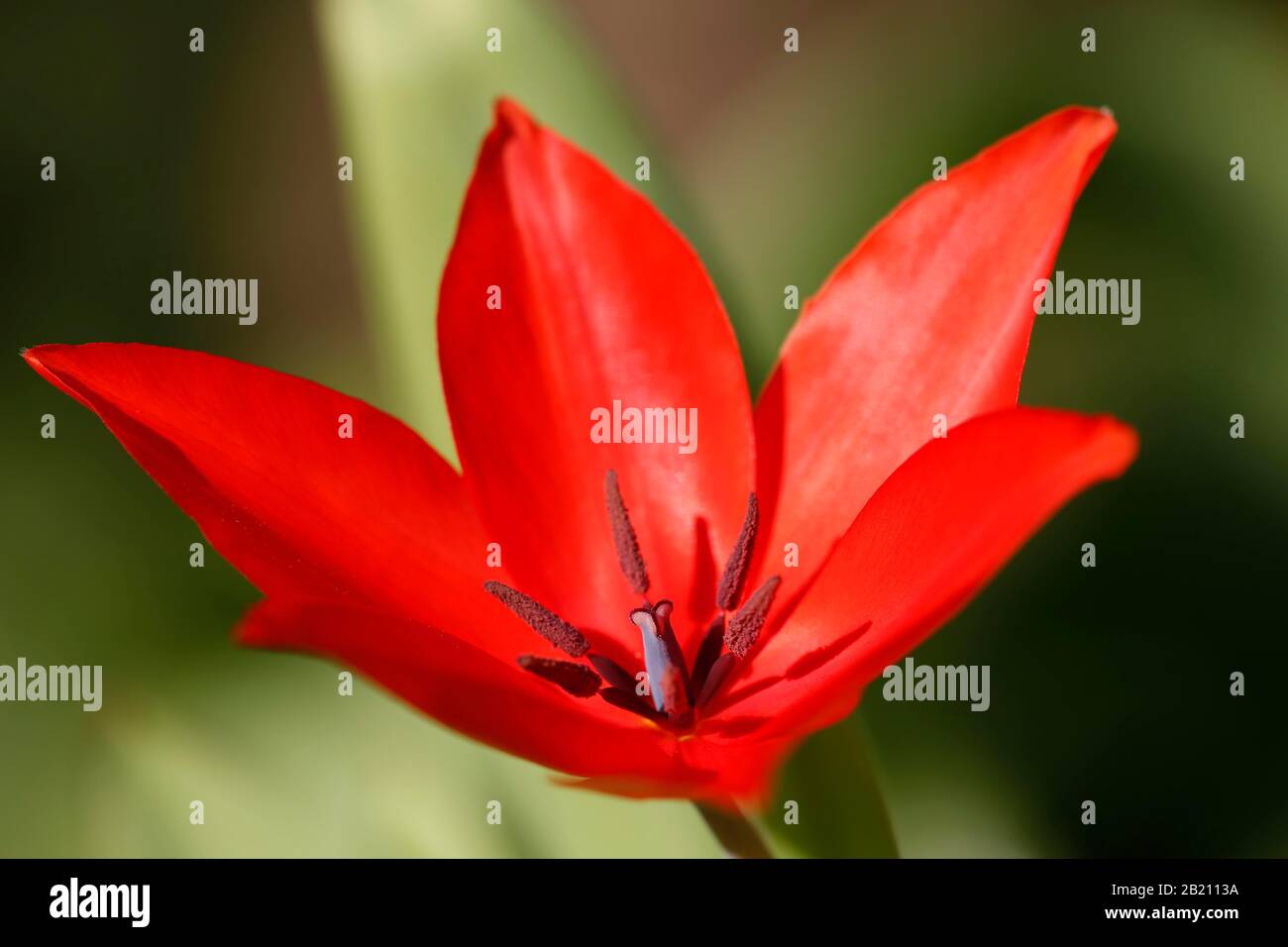 Tulipano rosso, tulipano nano (Tulipa humilis), tulipano selvatico, francobollo e stamperi, Baden-Wuerttemberg, Germania Foto Stock