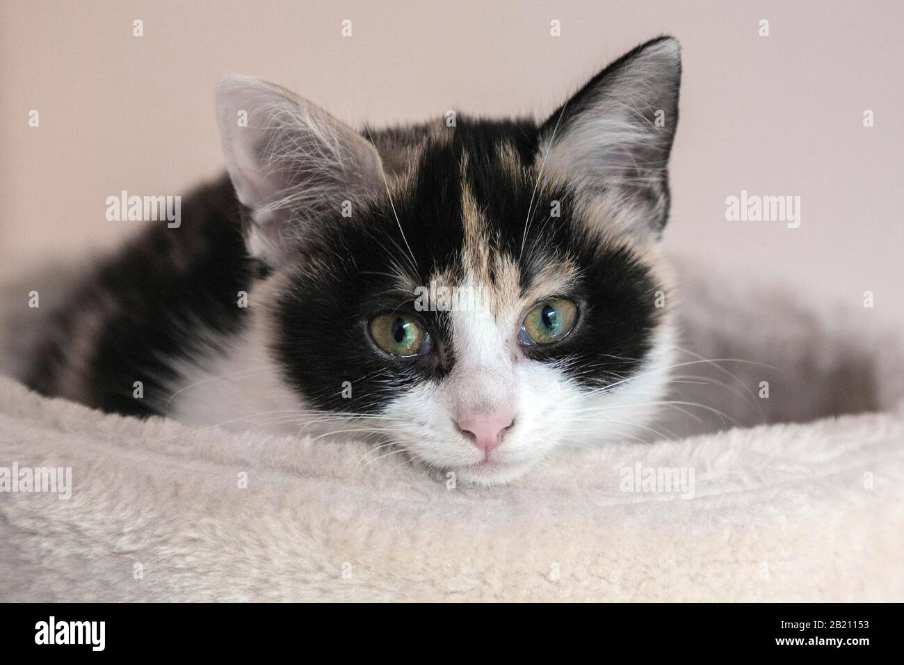 Gatto giovane (Felis silvestris catus), bianco, nero, marrone, fortunato, giacente in un cesto, Baden-Wuerttemberg, Germania Foto Stock