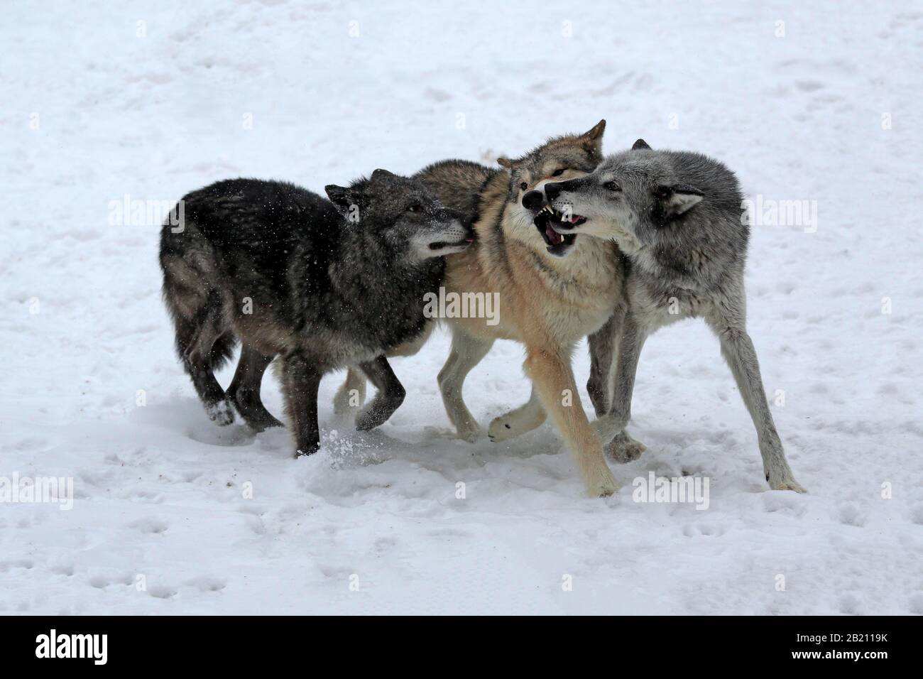 Lupo Algonquin (Canis lupus lycaon), adulto, in inverno, nella neve, lotta, tre lupi, captive, Montana, Nord America, USA Foto Stock Lupo Algonquin (Canis lupus lycaon), adulto, in inverno, nella neve, lotta, tre lupi, captive, Montana, Nord America, USA Foto Stock