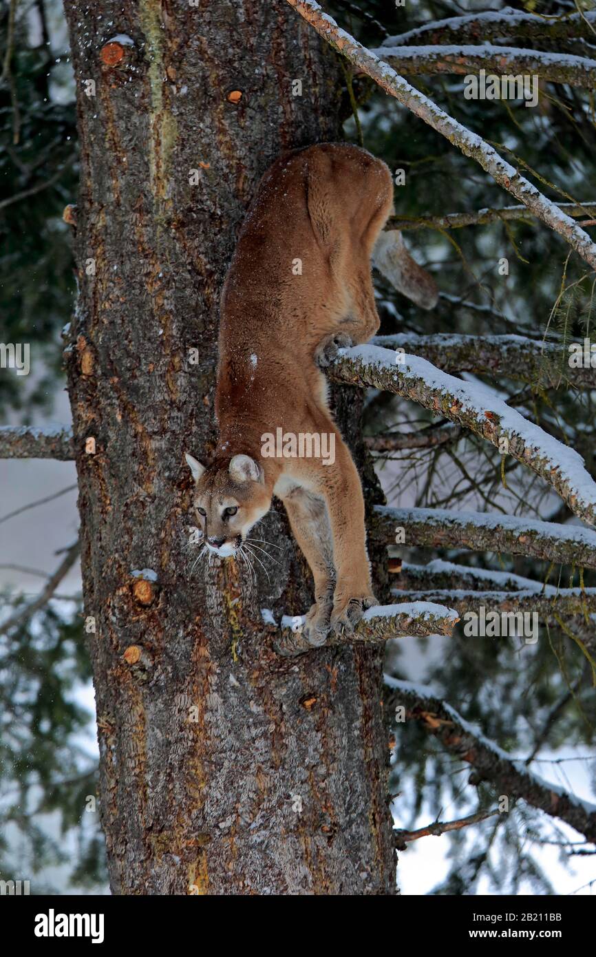 Cougar, (Felis concolor), adulto, in inverno, in neve, su albero, arrampicata, captive, Montana, Nord America, USA Foto Stock