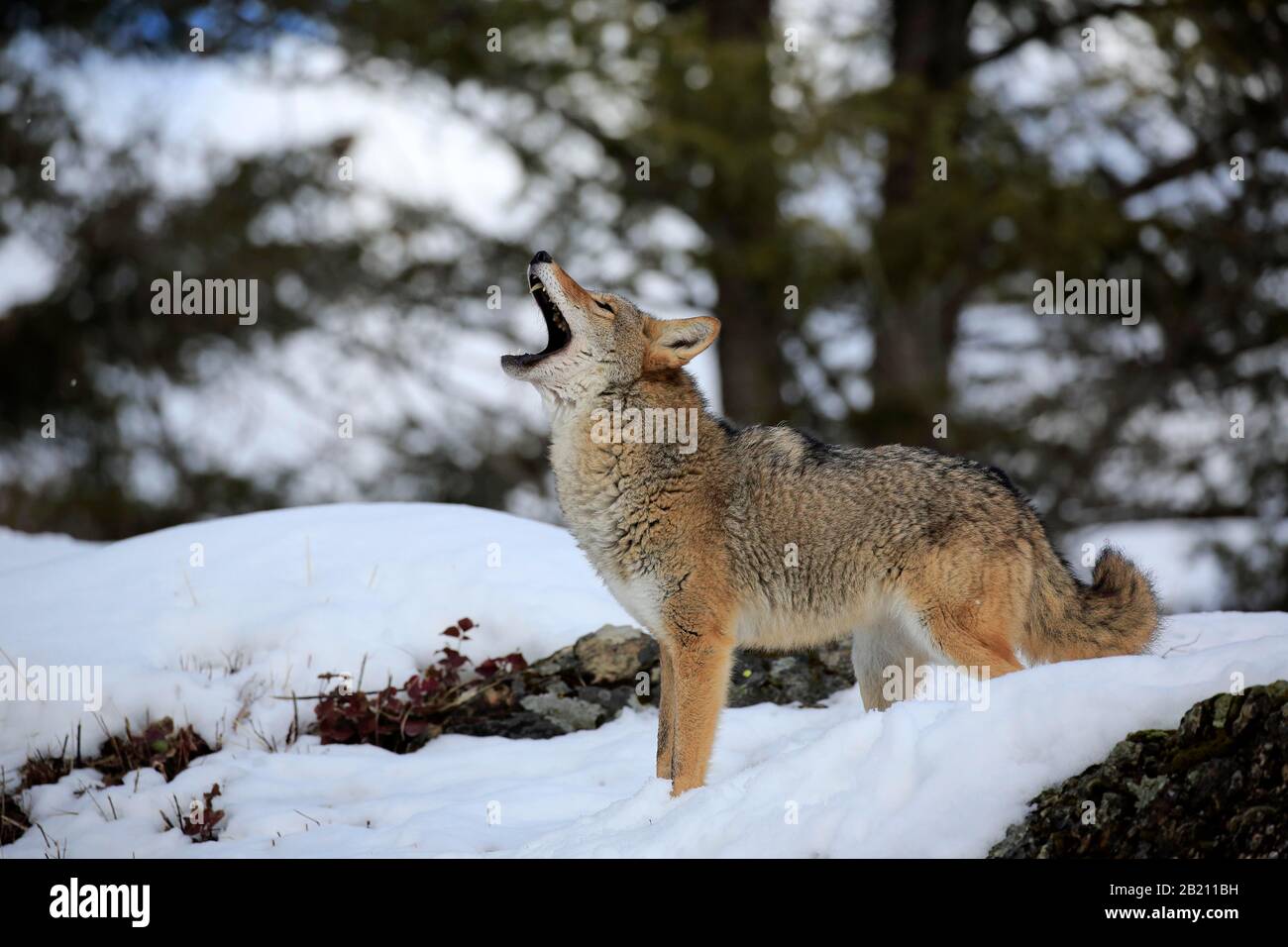 Coyote (Canis latrans), adulto, in inverno, nella neve, urla, cattività, Montana, Nord America, USA Foto Stock