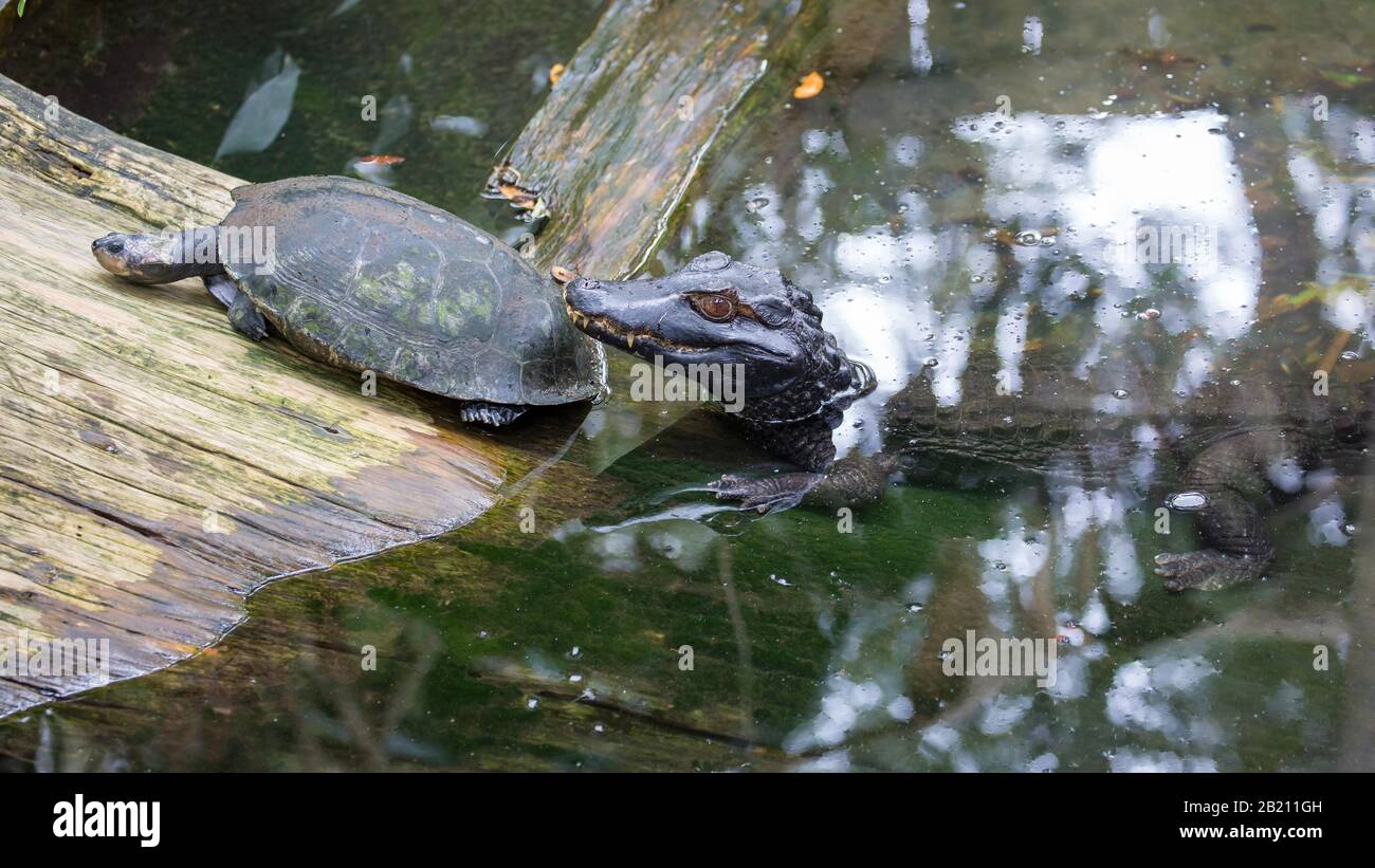 Giovane alligatore americano (Alligator missisippiensis) con tartaruga, prigioniero, St. Augustine Alligator Farm Zoological Park, St. Augustine, Florida, USA Foto Stock