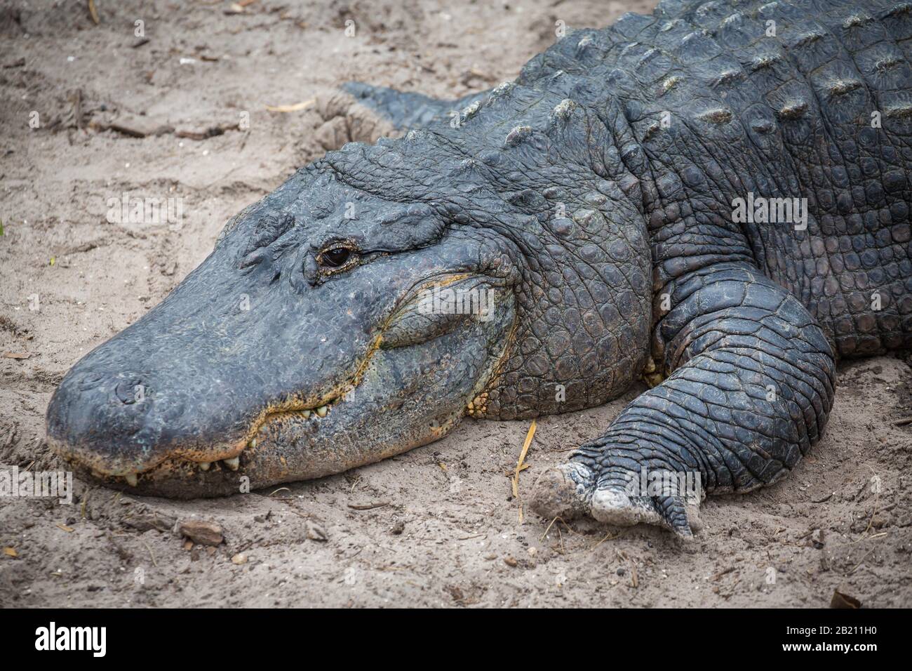 L'alligatore americano (Alligator missisippiensis) è situato in sabbia, ritratto, prigioniero, il parco zoologico della fattoria di alligatore di St. Augustine, St. Augustine Foto Stock