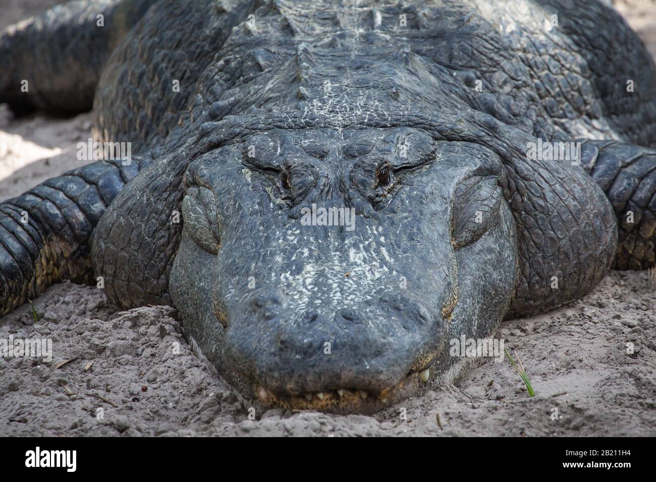 L'alligatore americano (Alligator missisippiensis) è situato in sabbia, ritratto, prigioniero, il parco zoologico della fattoria di alligatore di St. Augustine, St. Augustine Foto Stock