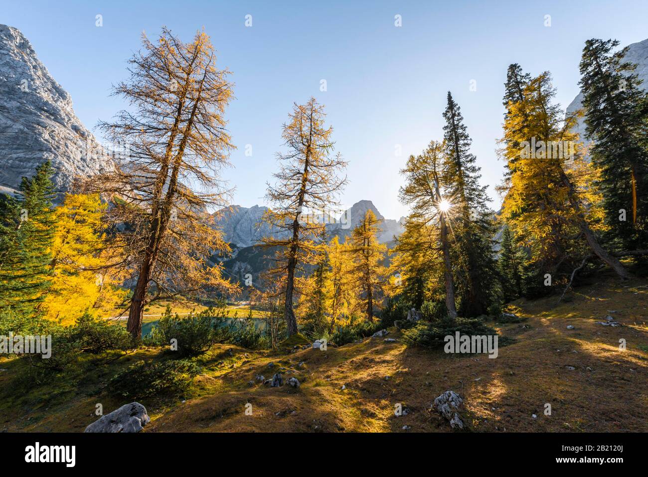 Colorazione autunnale, larici gialle a Seebensee, sul retro Sonnenspitze, Ehrwald, Mieminger Kette, Tirolo, Austria Foto Stock
