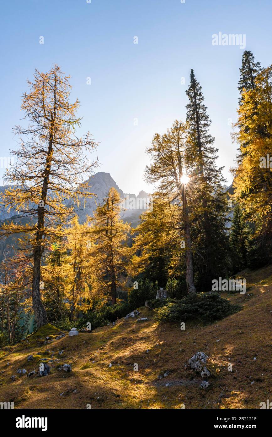 Colorazione autunnale, larici gialle a Seebensee, sul retro Sonnenspitze, Ehrwald, Mieminger Kette, Tirolo, Austria Foto Stock